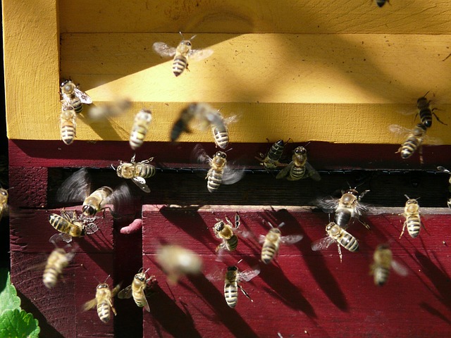 Apiculture 03