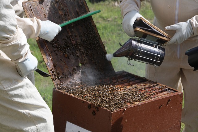 Apiculture 04