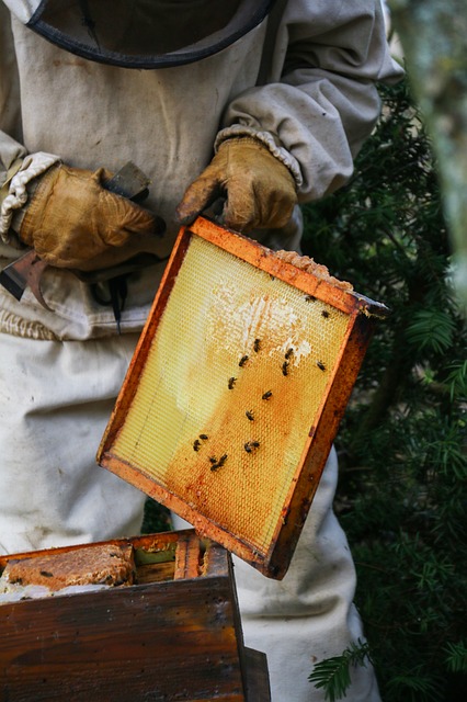 Apiculture 06