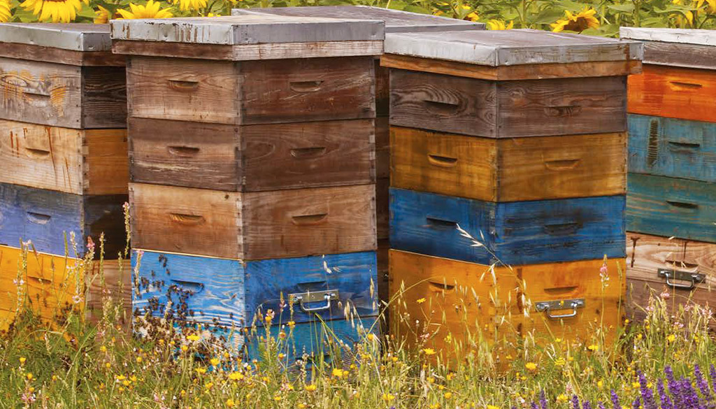 Vente Apiculture Amboise